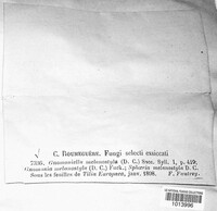 Gnomonia melanostyla image